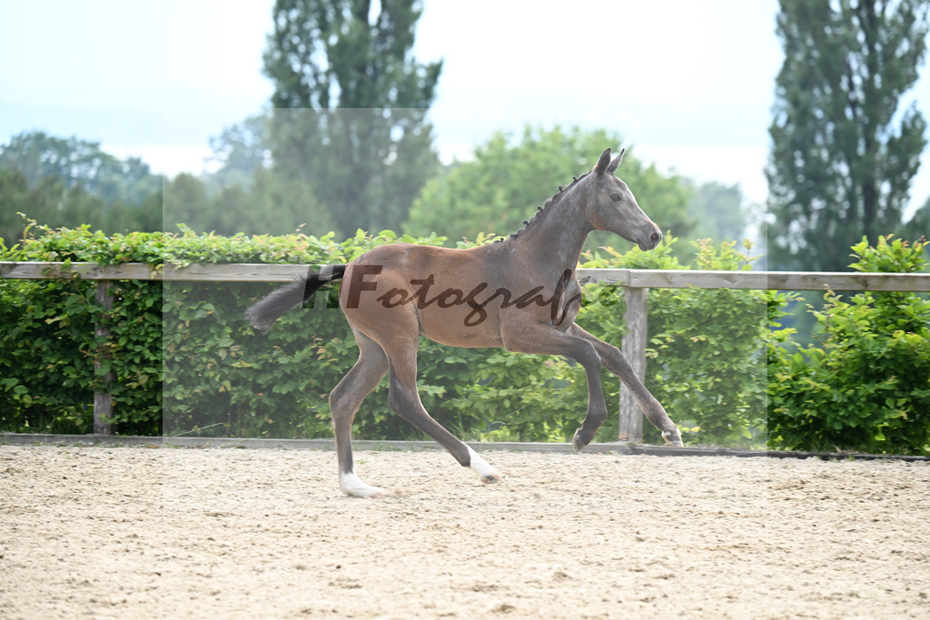 Kat-Nr. 25 Grandorado TN x Cornet Obolensky_SF_Sailer_14250713 | hf-fotografie - Realizzato con Pictrs.com