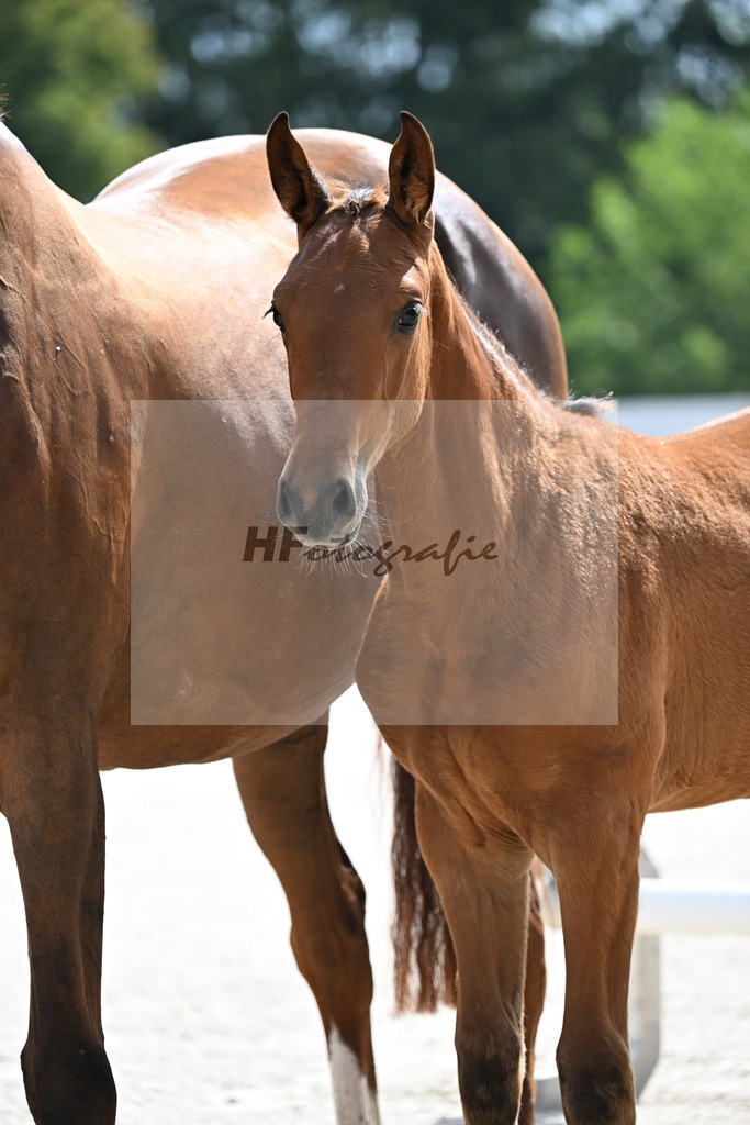 Kat-Nr. 306 Chatendro x Kannan_SF_Leuteritz_21250131 | hf-fotografie - Realizzato con Pictrs.com