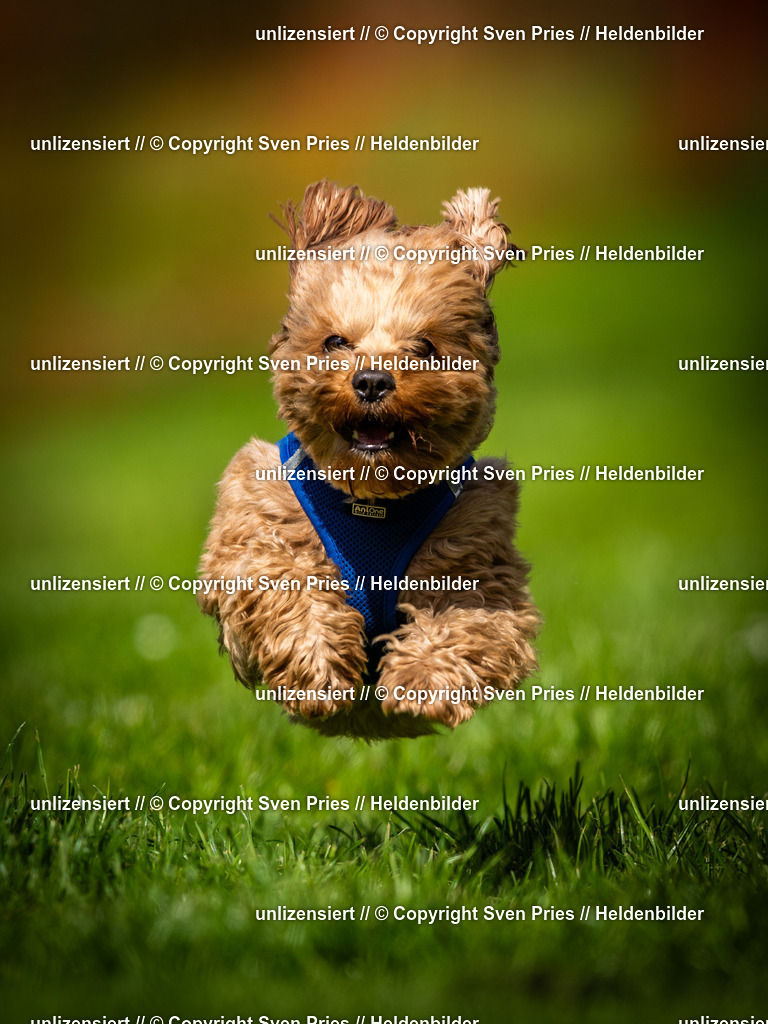 Sven Pries | 2025-04-13 - Hunderennen Baden-Baden - Realisiert mit Pictrs.com