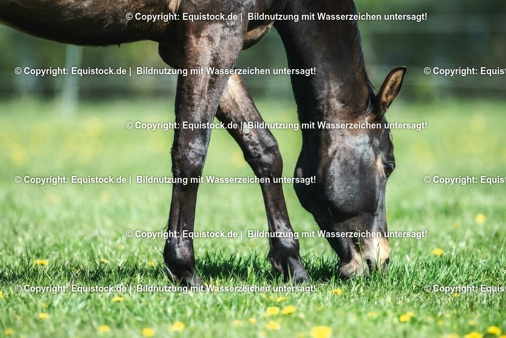 20210426_Pferd-auf-Koppel_0085 | equistock