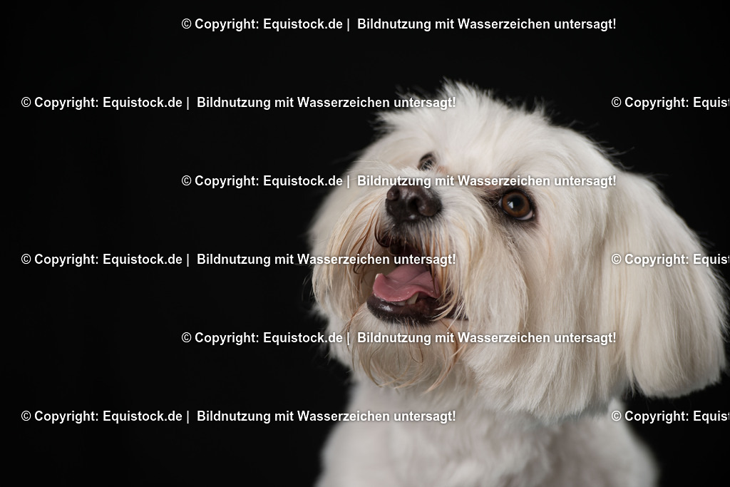 20160709_Hund_0012 | Foto: Thomas Hartig