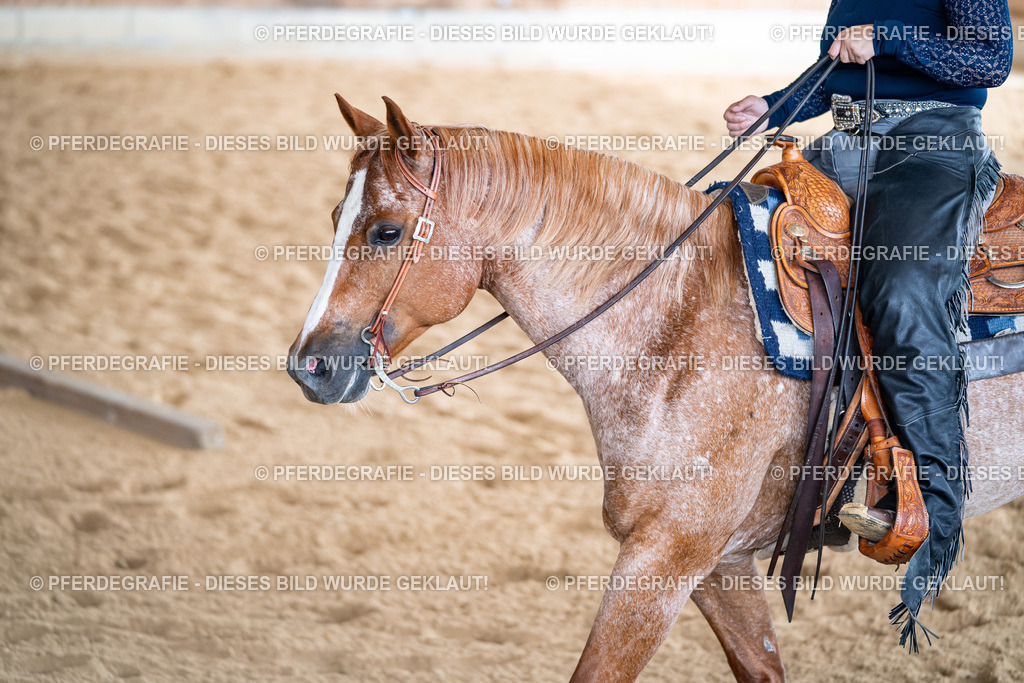 DSC01971 | Pferdegrafie