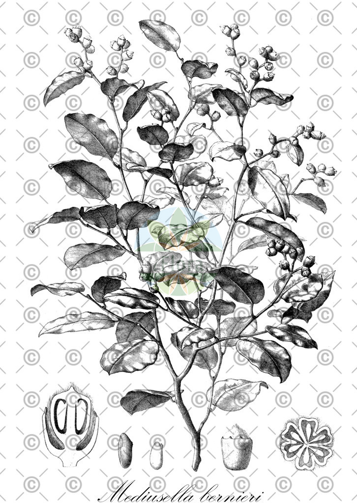 HistAbb_wfo-0001318956_1_ENZY_Simple | Historische Abbildung von Mediusella bernieri - Sarcolaenaceae | Historical Illustration of Mediusella bernieri - Sarcolaenaceae