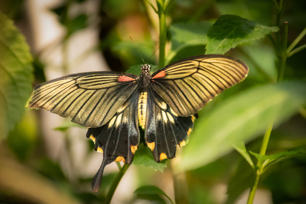 HFG_4256-Bearbeitet | Holzisphotography, Landschaftsfotografie, Wildlifefotogorafie - Realisiert mit Pictrs.com