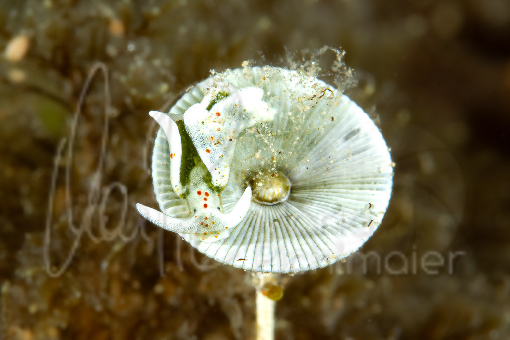 Elysia timida | nudibranch / Nudibranquio / Nacktschnecke - Realisiert mit Pictrs.com
