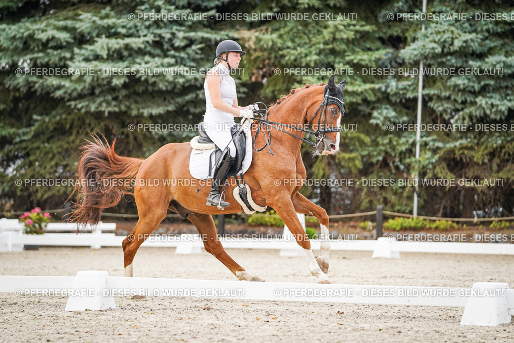 DSC08645 | Pferdegrafie