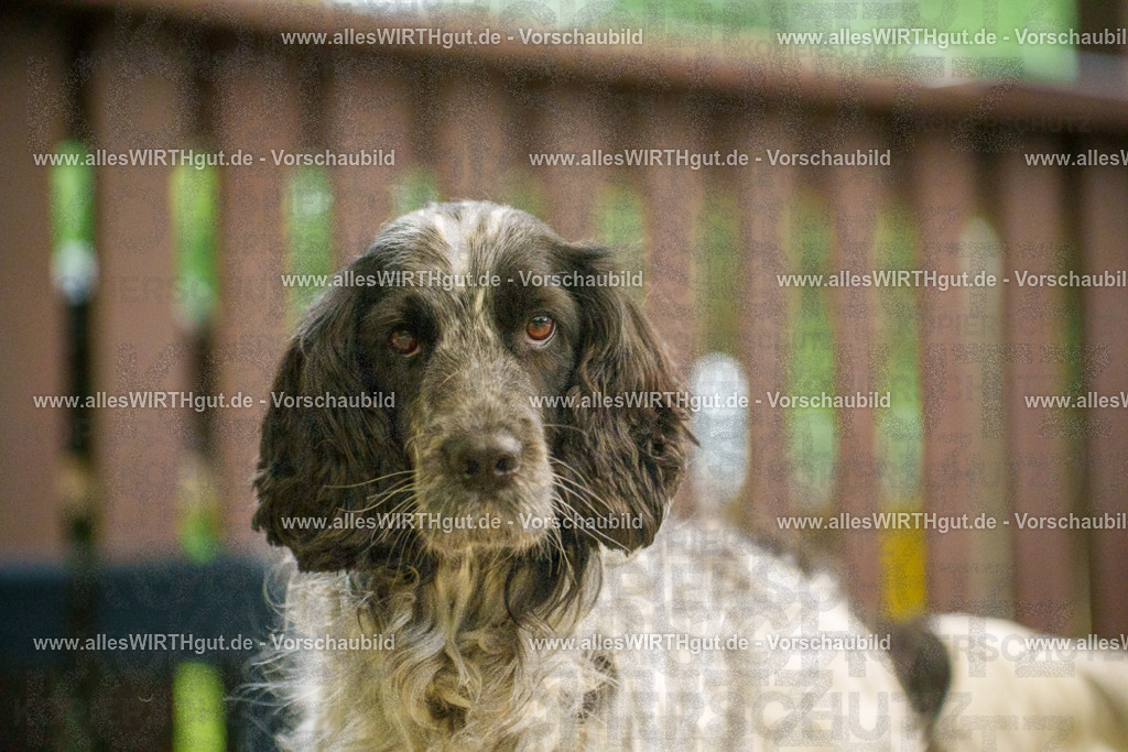 @allesWIRTHgut_Tierfotografie - www.allesWIRTHgut.de - 7R501866 | Professionelle Tierfotografie in Mönchengladbach von Daniel Wirth (allesWIRTHgut). Liebevolle & natürliche Bilder von Hunden & Katzen für unvergessliche Erinnerungen.