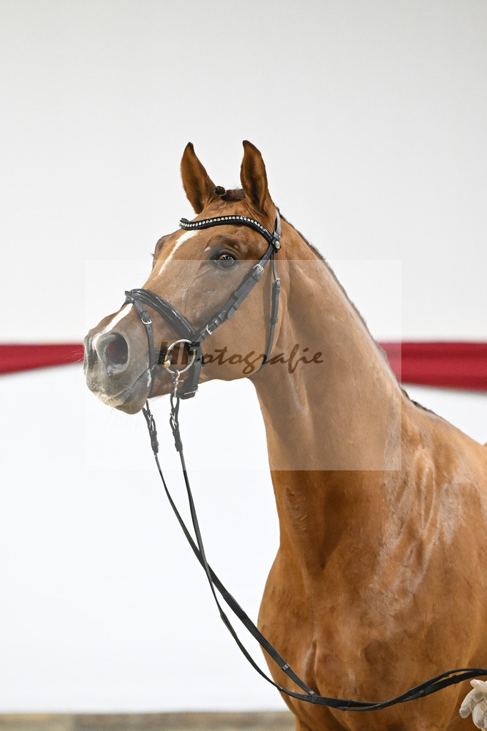 Kat-Nr. 59 v. Viva Gold_Casper u Eulich_63221734 | hf-fotografie - Realizzato con Pictrs.com