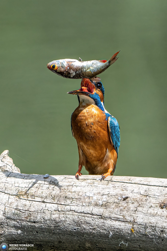 Tiere_0011 | Alle Bilder von Heinz Vonäsch Fotografie können alle zu günstigen Preisen gekauft werden! Download der Bilder, Ausdrucke, Postkarten, Tassen T-Shirts, Kalender, Alu- Dibond usw. - Realisiert mit Pictrs.com