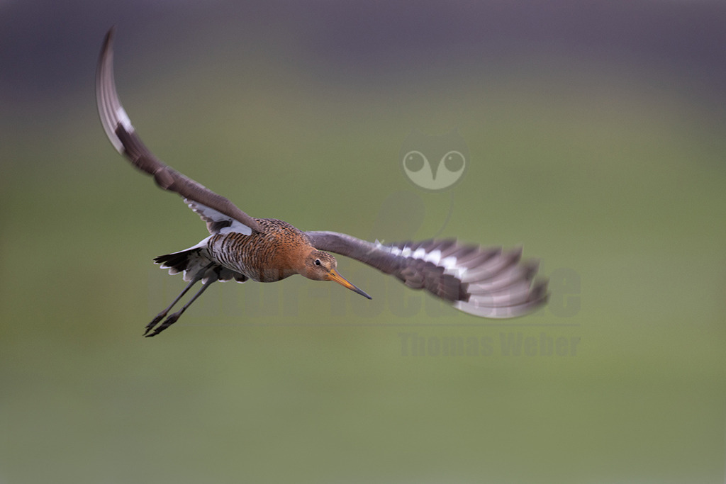 R5NF0247_20240406 | Die Uferschnepfe, im Plattdeutschen auch als Greta bezeichnet, ist eine Vogelart aus der Familie der Schnepfenvögel. Uferschnepfen sind Langstreckenzieher und brüten vorwiegend auf Feuchtwiesen. - Realisiert mit Pictrs.com