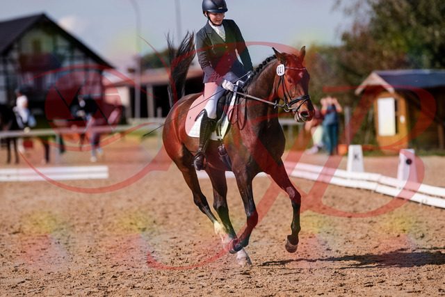 2026_10_03_Siefer-Hof_125753_Z81_47056846 | Professionelle Reitsport-, Turnier- und Eventfotografie von Robert Broda. Galerien mit ausgewählten und bearbeiteten Bildern direkt online ansehen und bestellen.