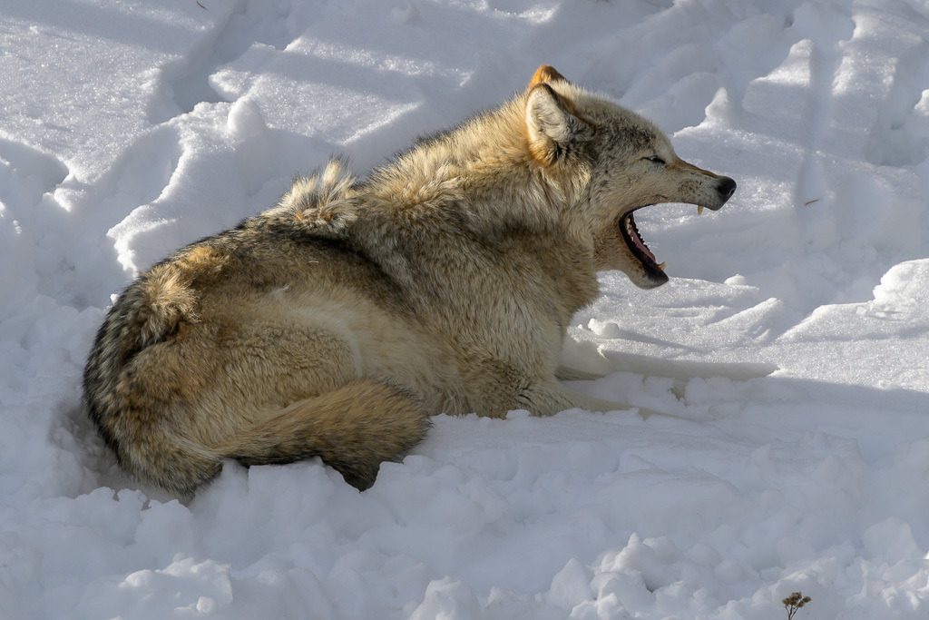 2024-280 | Dramatische Begegnung: Bison und Wölfe am Firehole River. - Realisiert mit Pictrs.com