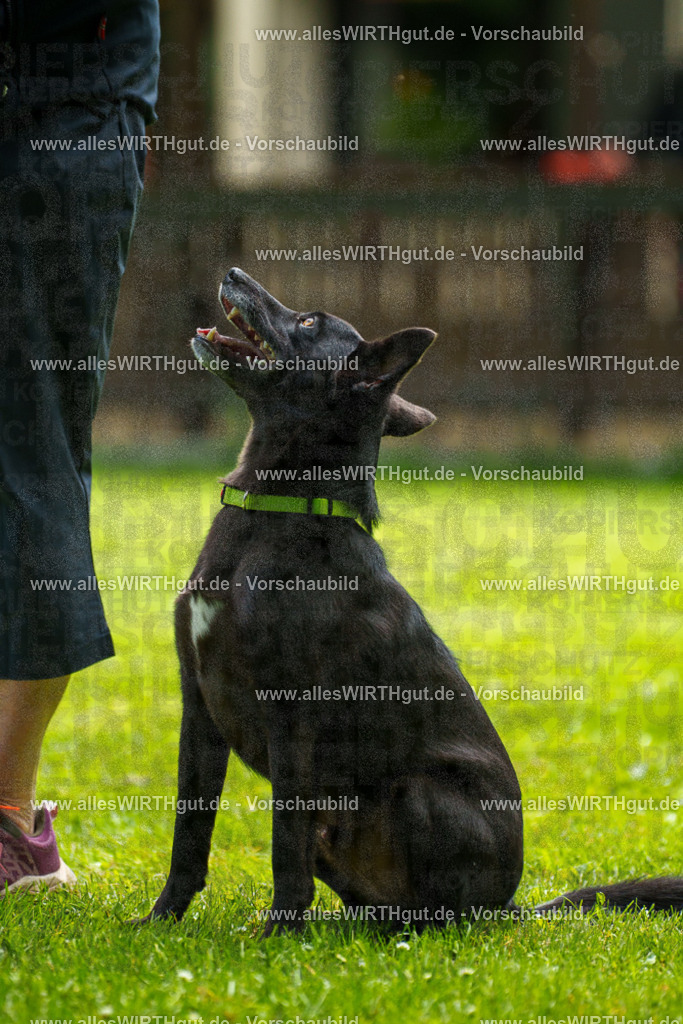 @allesWIRTHgut_Tierfotografie - www.allesWIRTHgut.de - 124522-7R509419 | Professionelle Tierfotografie in Mönchengladbach von Daniel Wirth (allesWIRTHgut). Liebevolle & natürliche Bilder von Hunden & Katzen für unvergessliche Erinnerungen.