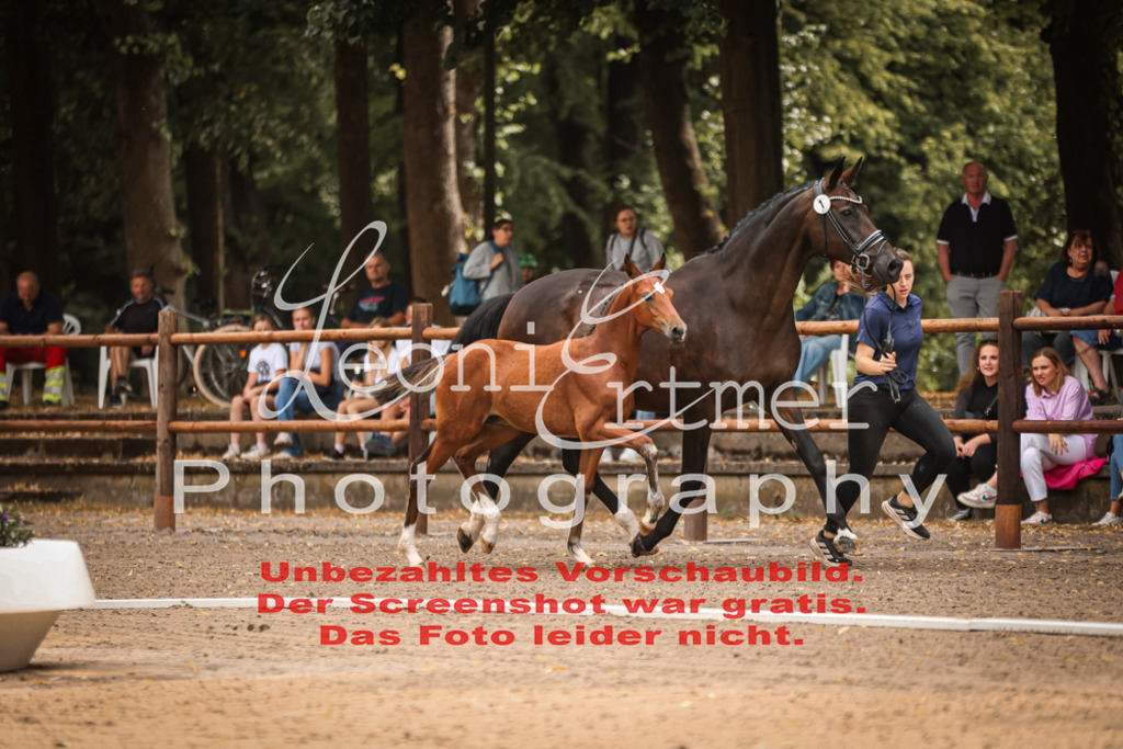SaFohlen00014 | Leoni Ertmer Photography - Realisiert mit Pictrs.com
