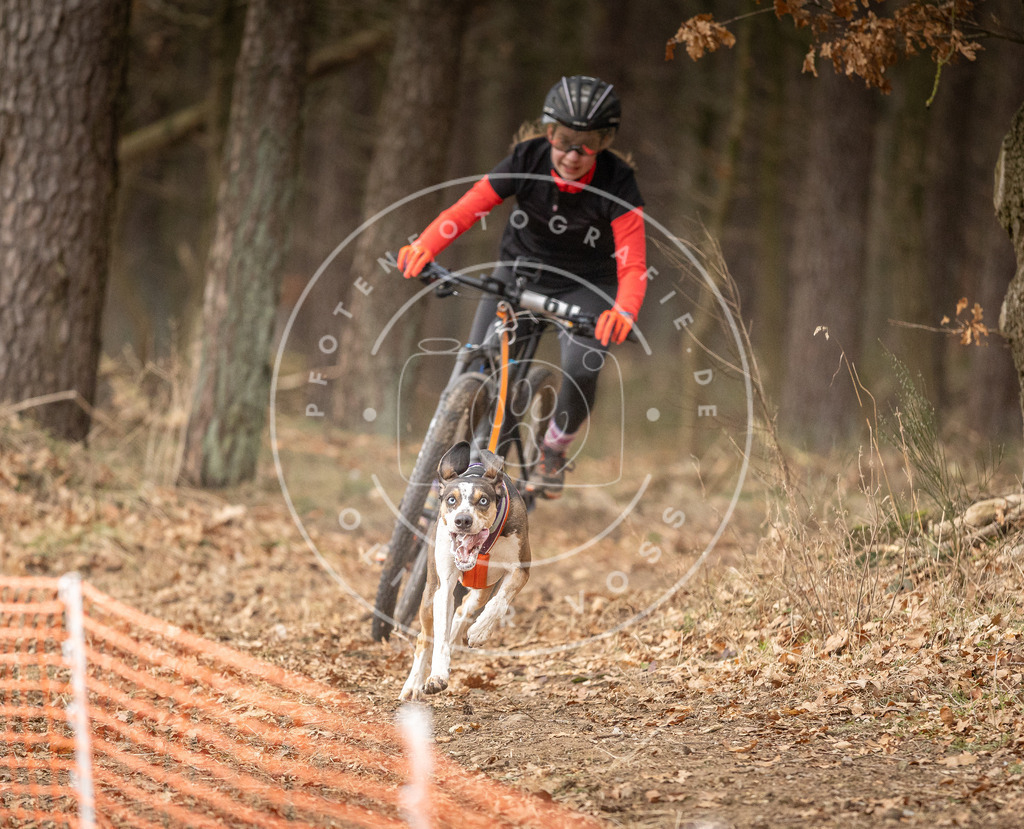 Pfotenfotografie_DV3A3102 | Hundefotografie, Tierfotograf, Pfotenfotografie, Fotoshooting Hund, Hunde Portrait, Hundesport, Hundeportraits, Heideshooting, Hunde, Sportfotograf, Hundefotograf, Turnierhundsport, THS,  - Realisiert mit Pictrs.com