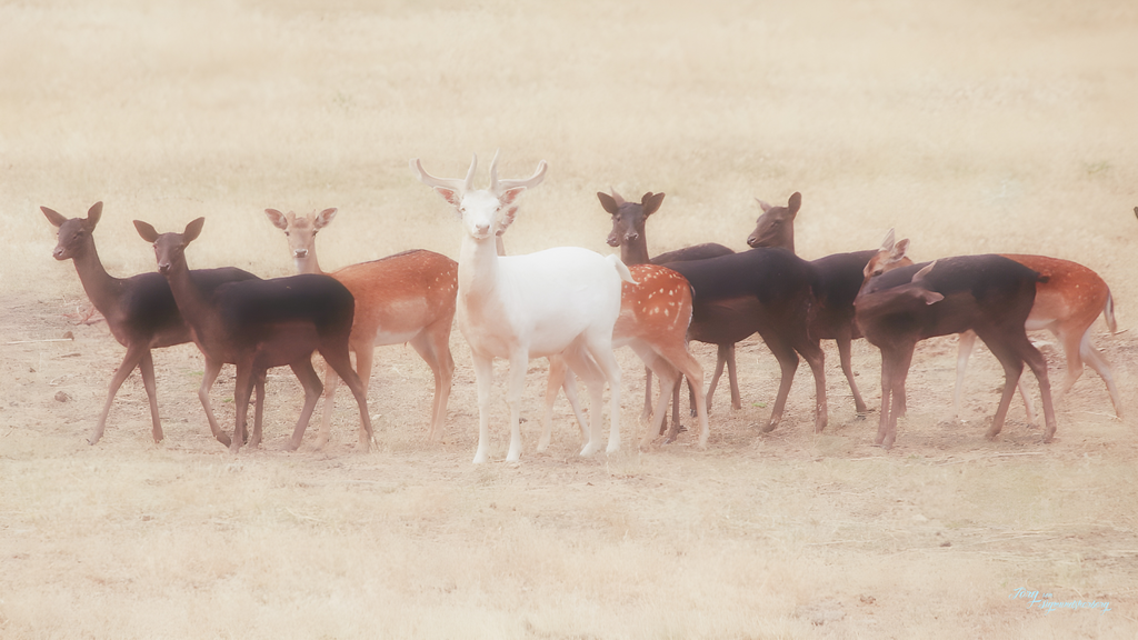 White and his harem | digital signiert