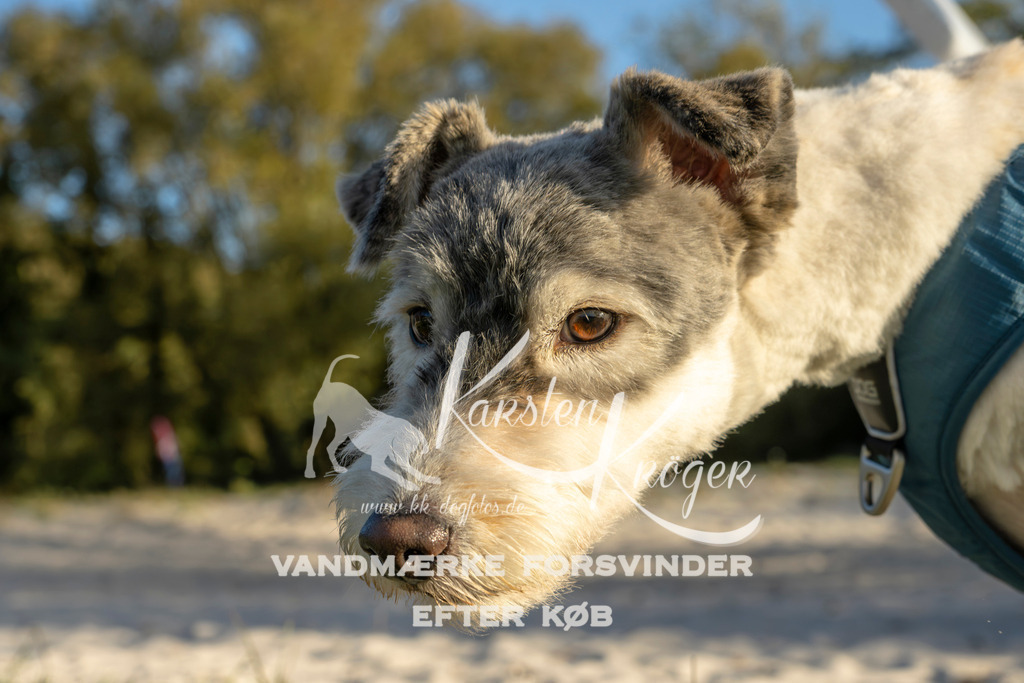 1647_ZZ99494 | kk-dogfotos