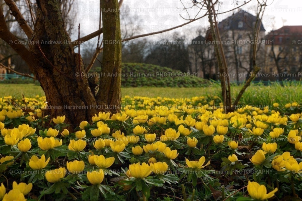 Winterlinge | Winterlinge am Weimarer Schloss - Realisiert mit Pictrs.com