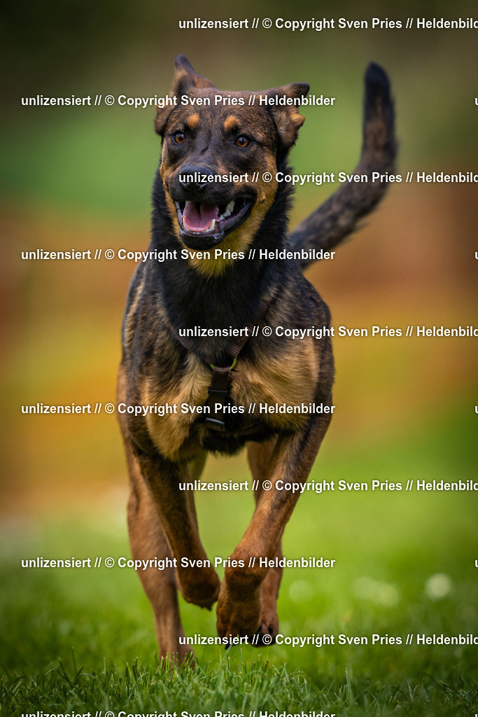 Sven Pries | 2025-04-13 - Hunderennen Baden-Baden - Realisiert mit Pictrs.com