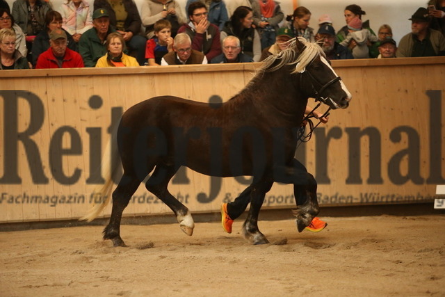 KN_11_Regent (3) | Alle Fotos der Reiterjournal Fotografin Doris Matthaes im Reiterjournal Online-Fotoshop. - Realisiert mit Pictrs.com