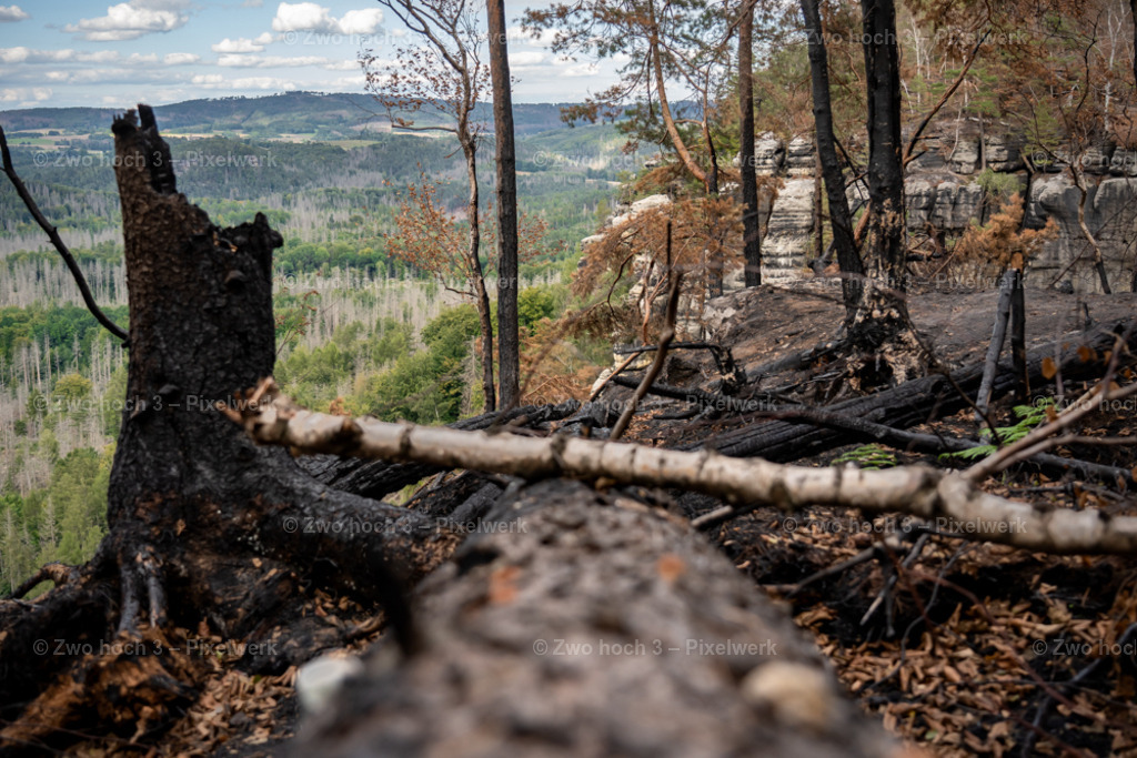 Obere_Affensteinpromenade_Baumstamm_Baumstumpf_Unschaerfe | 2022-09-02_Waldbrandgebiete_2 - Realisiert mit Pictrs.com