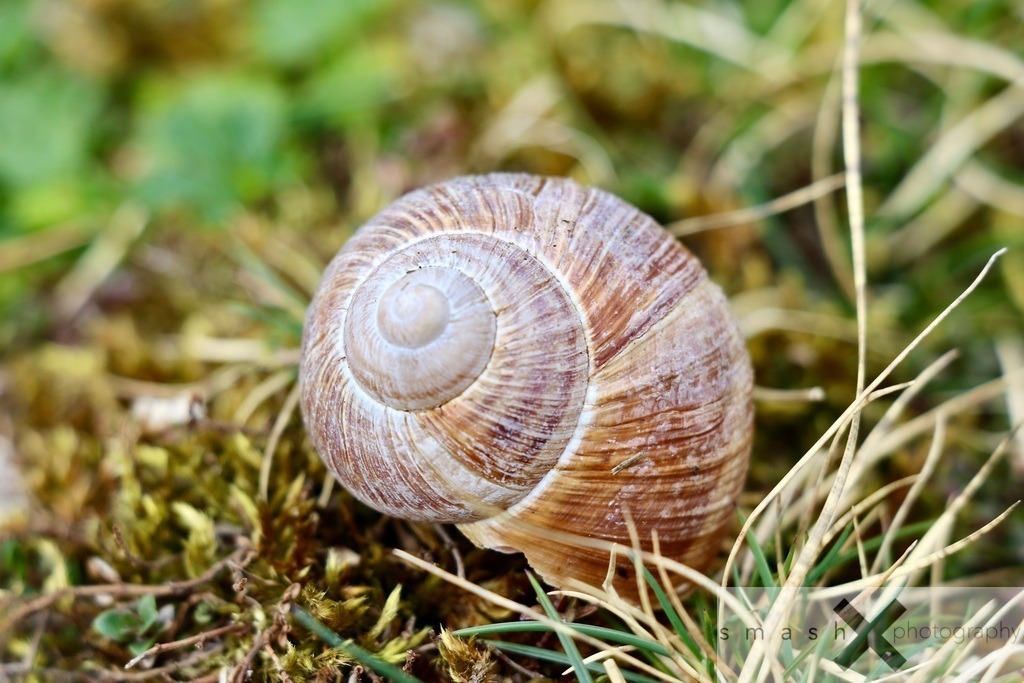 Snailhouse 01 | smash-photography.com