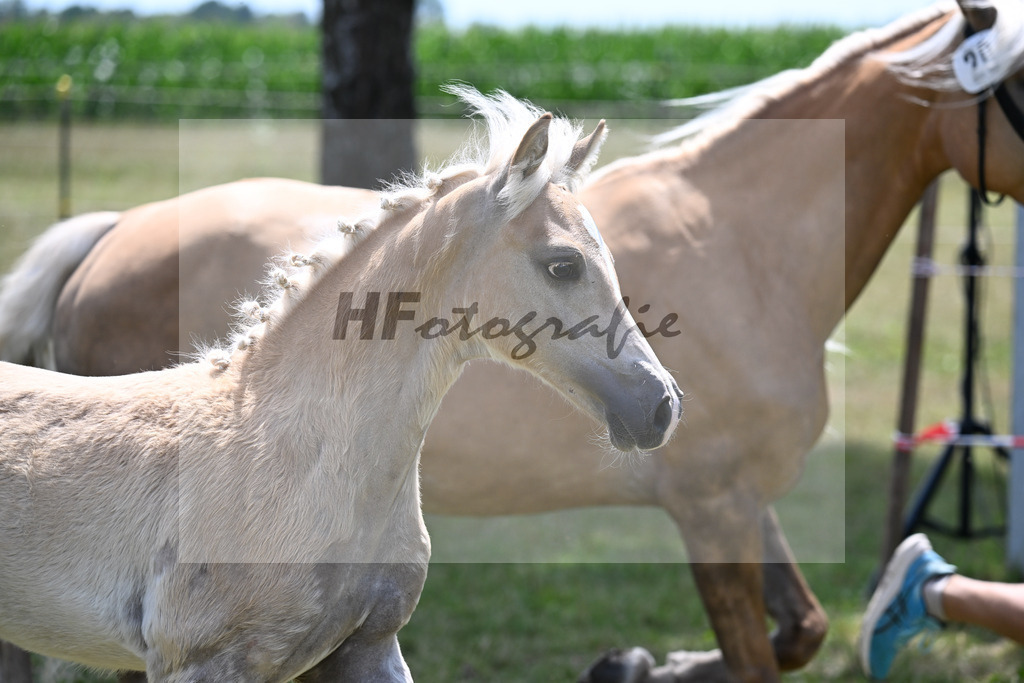 Kat-Nr. 20 HF v. Boss Hoss x Sacre Coeur_Hartmann_22250485 | hf-fotografie - Realizzato con Pictrs.com