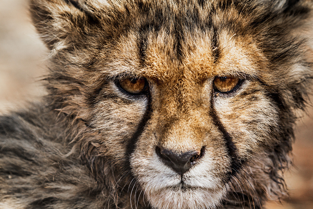 Young Cheetah | Young Cheetah - Realisiert mit Pictrs.com