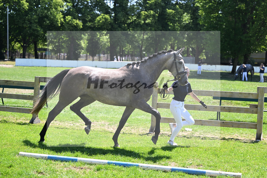 Kat-Nr. 6 Diorella-Loranda v. Vingino_Feigl u Meyer-Gerbaulet_19250262 | hf-fotografie - Realizzato con Pictrs.com