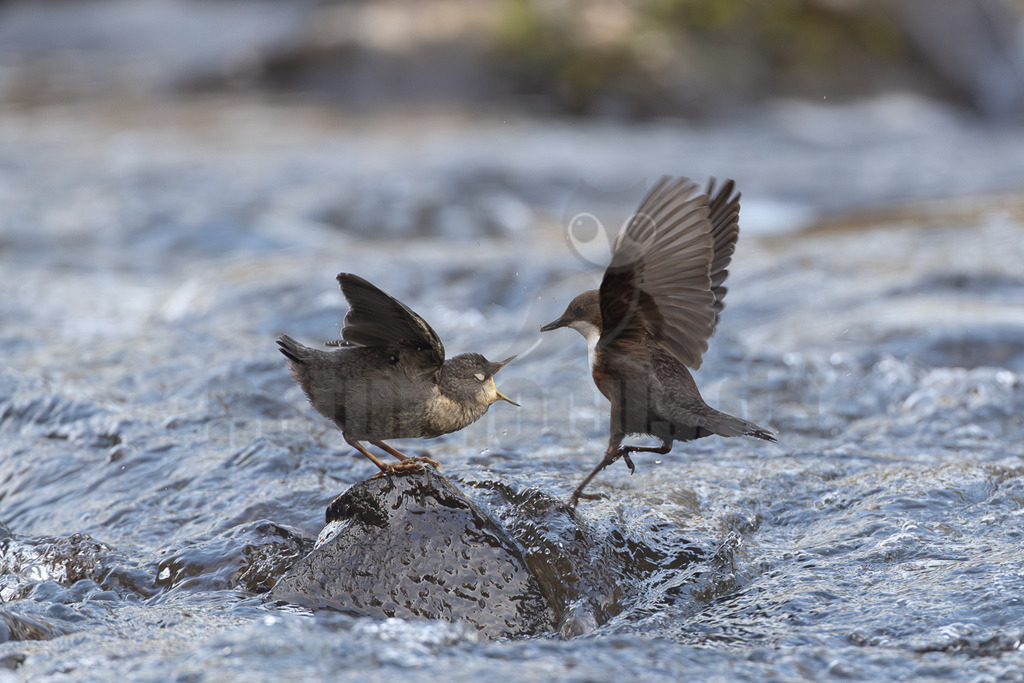 R5M25087_20260420 | Zwei Wasseramseln (Cinclus cinclius) sind in einem Fluss zu sehen, wo sie auf einem Felsen interagieren. Die linke Wasseramsel steht auf dem Felsen mit leicht geöffneten Flügeln und weit geöffnetem Schnabel, was auf einen Ruf oder eine Drohgebärde hindeutet. Die rechte Wasseramsel nähert sich mit weit ausgebreiteten Flügeln und hält ein kleines Insekt im Schnabel. Die Szene könnte einen Revierkampf oder eine Balzhandlung darstellen. Das Wasser um die Vögel herum ist in Bewegung. - Realisiert mit Pictrs.com
