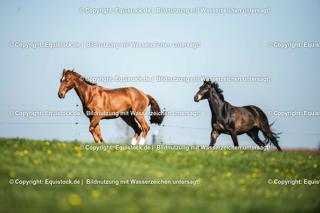 20210426_Pferd-auf-Koppel_0018 | equistock