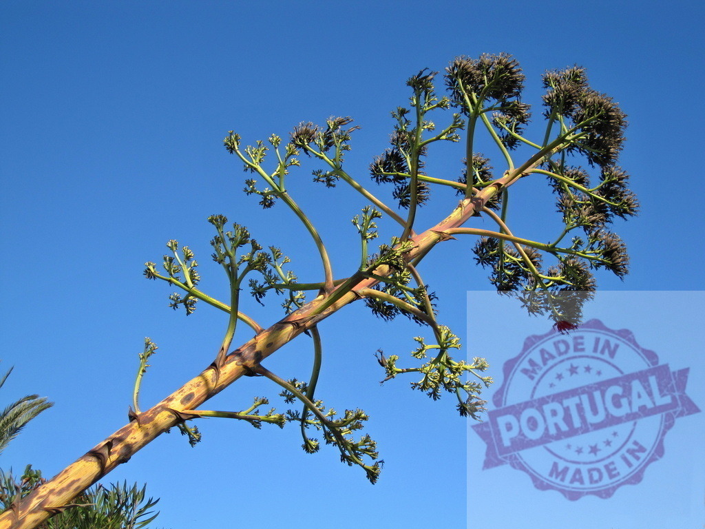 Agave americana bloom stalk against blue sky | Agave plant producing a tall bloom stalk reaching towards the clear blue sky - Realized with Pictrs.com
