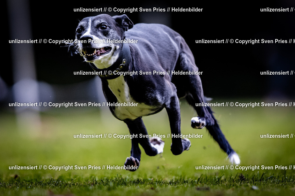 Sven Pries | 2025-10-03 - Hunderennen Obergrombach - Realisiert mit Pictrs.com