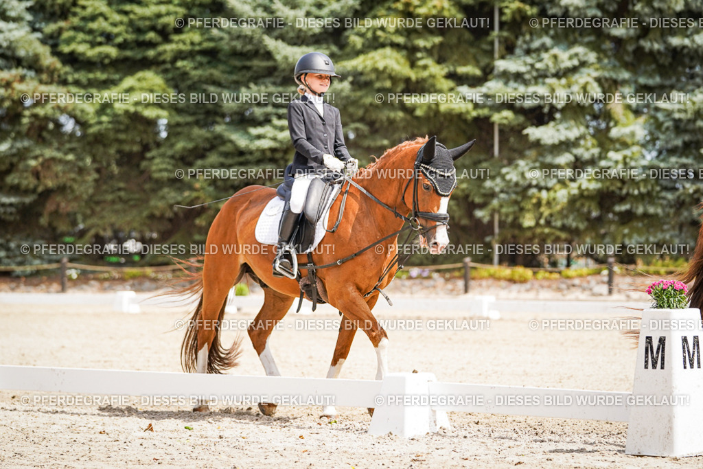 DSC02512 | Pferdegrafie