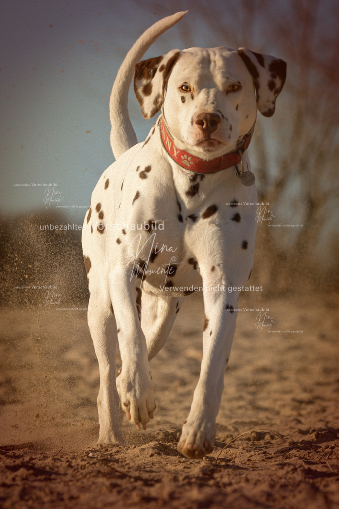 _16A4949-1 | Einzigartige Fotos von Hunden & Menschen –Actionfotos, Portraits, Vereinsaufnahmen & Paarshootings – authentisch, lebendig & mit Herz.