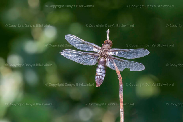 20183 | Tierfotografie, Tierkalender, Tierbilder, Insekten, Spinnen, Vögel, Schmetterling, Libellen, Leinwand, Colorkey, Qualität, Geschenkartikel, Geschenk - Realisiert mit Pictrs.com