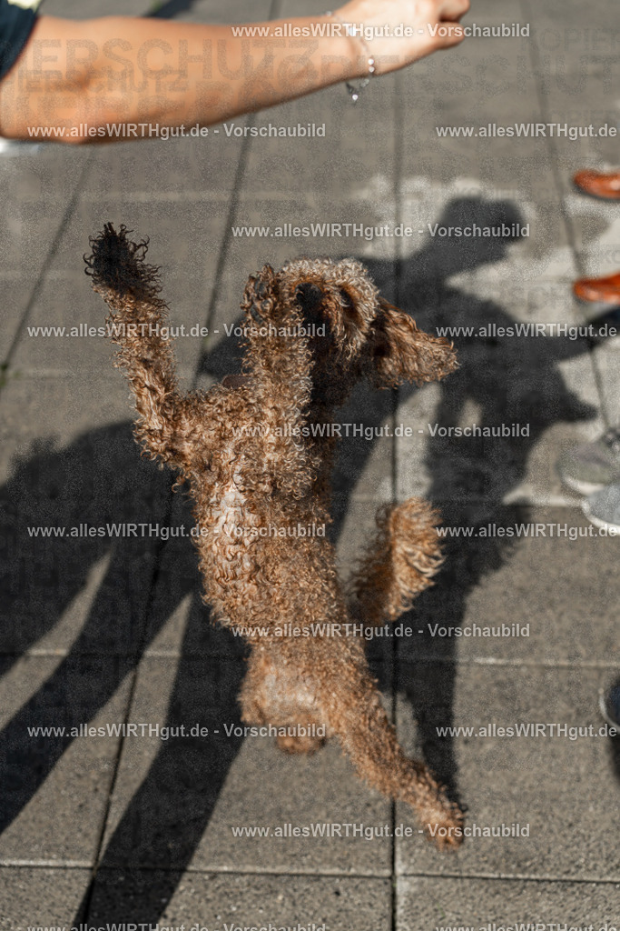 Hundeschwimmen_Volksbad_2026-allesWIRTHgut_Tierfotografie-2609061539-7R501687 | Professionelle Tierfotografie in Mönchengladbach von Daniel Wirth (allesWIRTHgut). Liebevolle & natürliche Bilder von Hunden & Katzen für unvergessliche Erinnerungen.