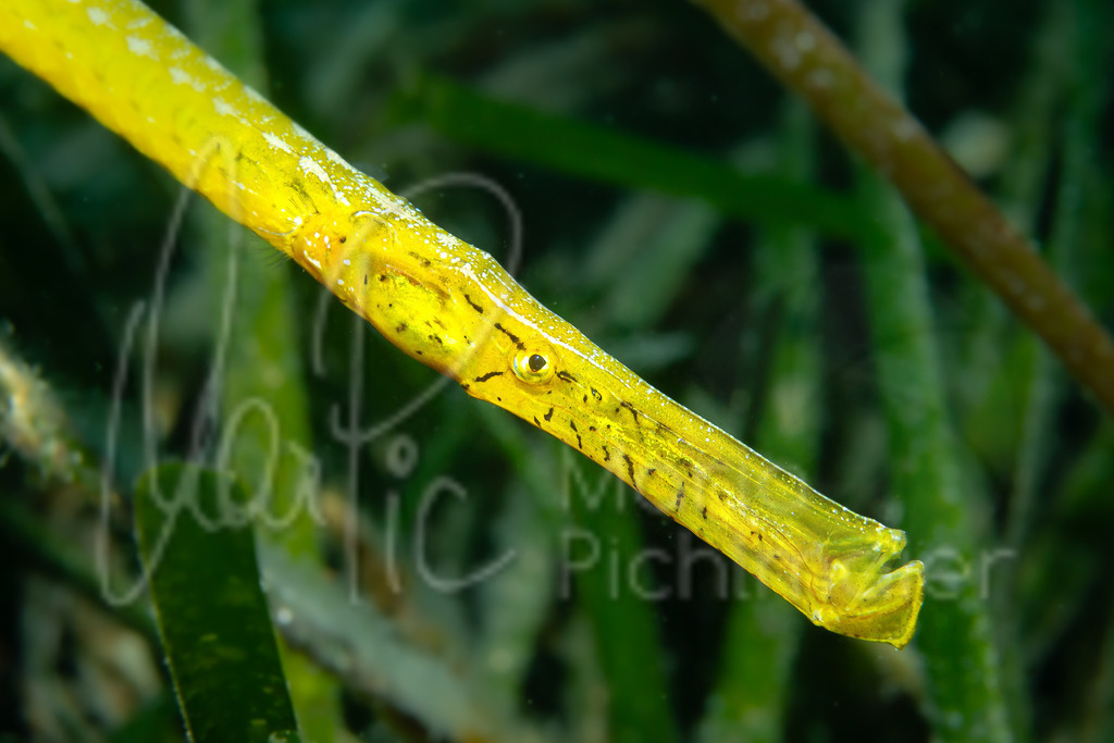 Syngnathus typhle rondeleti | Grasnadel / Cast: Pez aguja mula mediterránea; Eng: Deep-snouted pipefish; Fr: Siphonostome de Méditerranée - Realisiert mit Pictrs.com