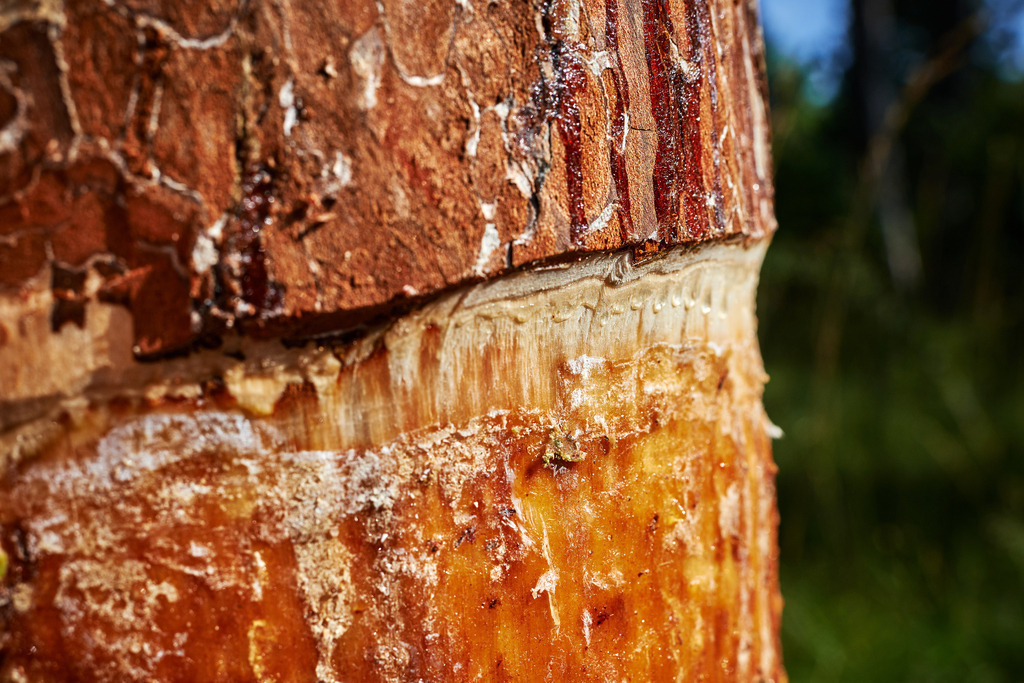 Pecher Gerhold Wöhrer | Matzendorf-Hölles, Austria - July 04, 2019: Pecherpfad in Hölles mit Pecher Gerhold Wöhrer; verletzter Baum zur Harzgewinnung. - Realisiert mit Pictrs.com