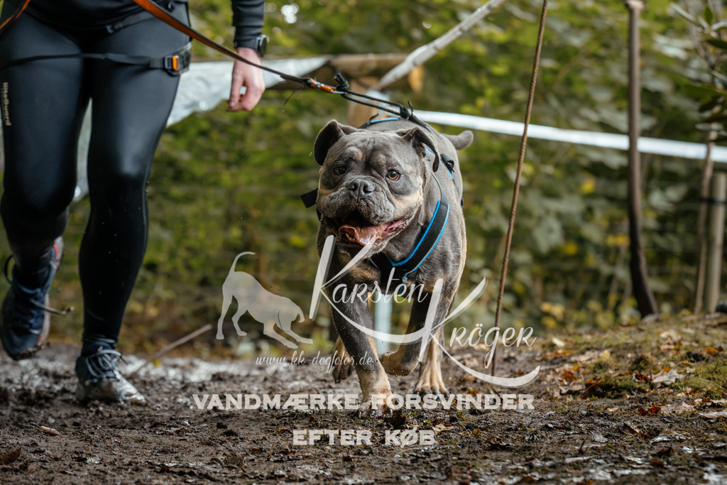 1436DZ6_3222Z6 | kk-dogfotos