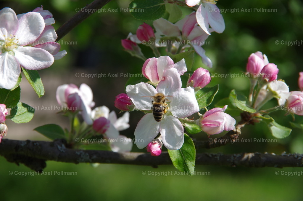 00-titelIMGP0309 | fotografiert von Axel PollmannLeonhardi Wallfahrt Benediktbeuern und Murnau, Fronleichnam, Fasching, Landschaft im Loisachtal und Benediktbeuern  - Realized with Pictrs.com