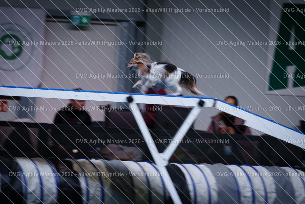 allesWIRTHgut_Tierfotografie-DVG_Agility_Masters_2026-13_46-7R503931 | Professionelle Tierfotografie in Mönchengladbach von Daniel Wirth (allesWIRTHgut). Liebevolle & natürliche Bilder von Hunden & Katzen für unvergessliche Erinnerungen.