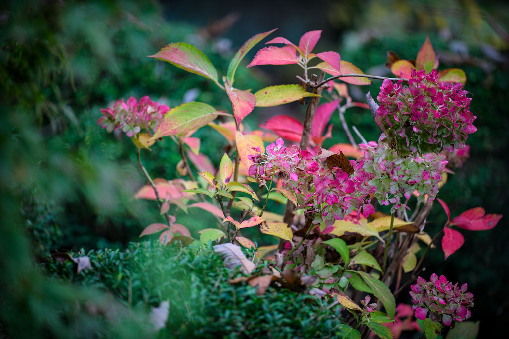 Hortensie im Herbst | Kurz vor der Abenddämmerung zeigt sich die rote Hortensie in ihrer vergänglichen, herbstlichen Pracht. - Realisiert mit Pictrs.com