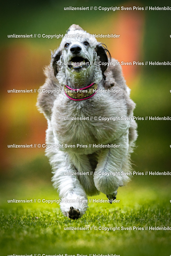 Sven Pries | 2025-09-21 - Hunderennen Baden-Oos - Realisiert mit Pictrs.com