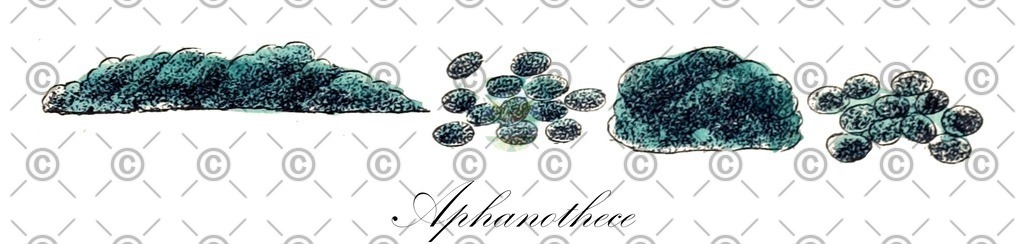 HistAbb_wfo-0000540014_1_ENZY_Simple | Historische Abbildung von Aphanothece - Chroococcaceae (0) | Historical Illustration of Aphanothece - Chroococcaceae (0)
