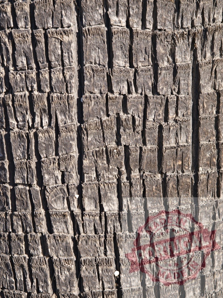 Rough textured bark creating a natural pattern on a palm tree trunk | Closeup of a palm tree trunk showing the rough texture and natural pattern of the bark - Realized with Pictrs.com