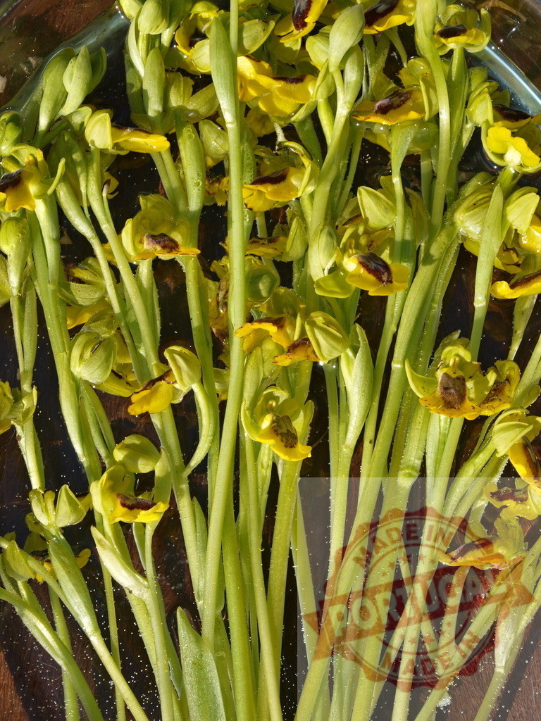 Mirror bee orchids floating in water, creating a vibrant display of nature's beauty | Cut stems of mirror bee orchids floating in water, showcasing their unique yellow and brown flowers and green stems - Realisiert mit Pictrs.com