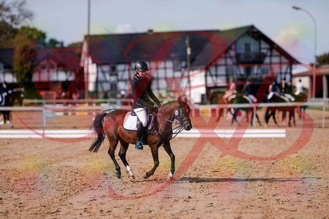 2026_10_03_Siefer-Hof_121020_Z81_12443385 | Professionelle Reitsport-, Turnier- und Eventfotografie von Robert Broda. Galerien mit ausgewählten und bearbeiteten Bildern direkt online ansehen und bestellen.
