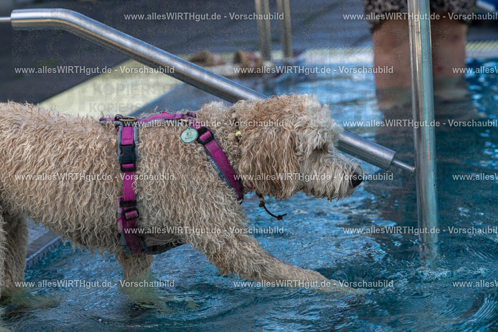 Hundeschwimmen_Volksbad_2026-allesWIRTHgut_Tierfotografie-2609061213-FAY06410 | Professionelle Tierfotografie in Mönchengladbach von Daniel Wirth (allesWIRTHgut). Liebevolle & natürliche Bilder von Hunden & Katzen für unvergessliche Erinnerungen.