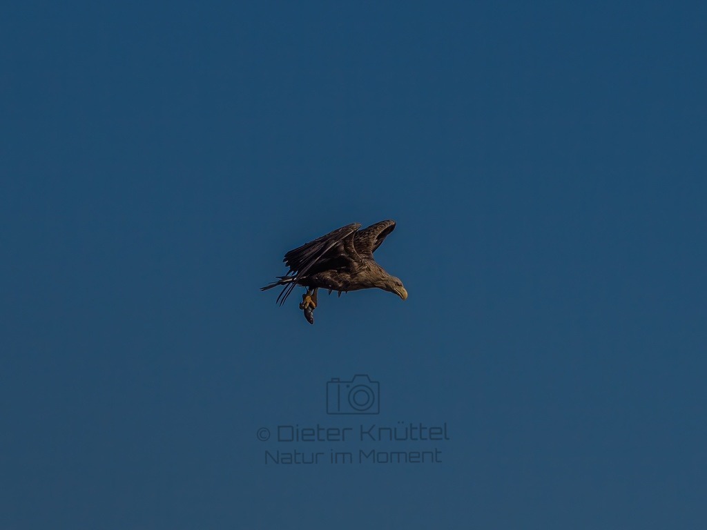 P1001694-LR-topaz-enhance | Natur im Moment - Realisiert mit Pictrs.com